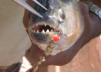 Μαζική επίθεση πιράνχα: Πάνω από 40 τραυματίες, ένας ακρωτηριασμός και κόκκινος συναγερμός (video)