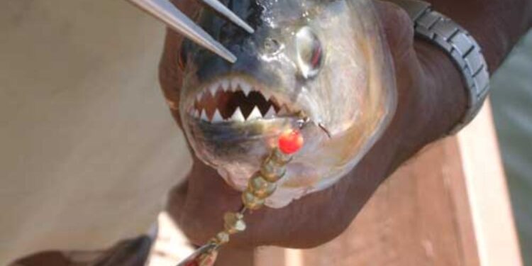 Μαζική επίθεση πιράνχα: Πάνω από 40 τραυματίες, ένας ακρωτηριασμός και κόκκινος συναγερμός (video)