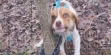 Φρίκη: Βίασαν θηλυκό κουτάβι – Από τις πιο βαριές περιπτώσεις σεξουαλικής κακοποίησης ζώου στην Ελλάδα (video)