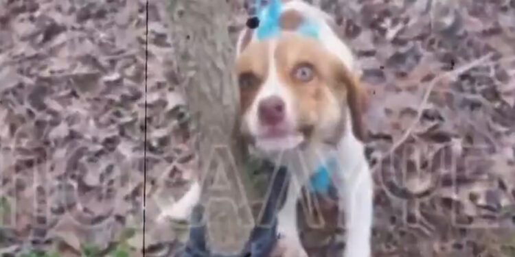 Φρίκη: Βίασαν θηλυκό κουτάβι – Από τις πιο βαριές περιπτώσεις σεξουαλικής κακοποίησης ζώου στην Ελλάδα (video)