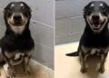 Alldaynews.gr Σκύλος χαμογελούσε στη φωτό για την αγγελία υιοθεσίας και αυτό που ακολούθησε έλιωσε το Ιντερνετ