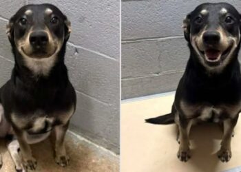 Σκύλος χαμογελούσε στη φωτό για την αγγελία υιοθεσίας και αυτό που ακολούθησε έλιωσε το Ιντερνετ