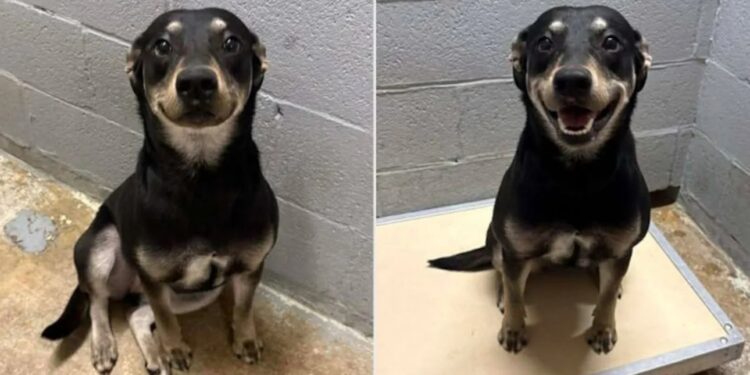 Alldaynews.gr Σκύλος χαμογελούσε στη φωτό για την αγγελία υιοθεσίας και αυτό που ακολούθησε έλιωσε το Ιντερνετ