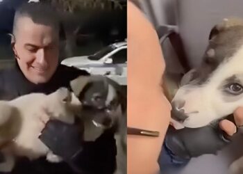 Αστυνομικός έσωσε κουτάβι που χτυπήθηκε από ΙΧ – Το μετέφερε στο ΑΤ και έγινε η… μασκότ του