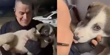 Αστυνομικός έσωσε κουτάβι που χτυπήθηκε από ΙΧ – Το μετέφερε στο ΑΤ και έγινε η… μασκότ του