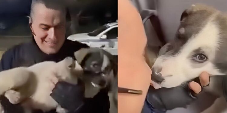Αστυνομικός έσωσε κουτάβι που χτυπήθηκε από ΙΧ – Το μετέφερε στο ΑΤ και έγινε η… μασκότ του