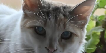 Έκοψε το αυτί του συντρόφου της γιατί επιτέθηκε στη γάτα – «Δεν δέχομαι βία στο ζώο»