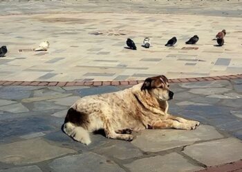 Η Χαλκίδα θα φτιάξει άγαλμα για τον Τάσο που ένωσε μια ολόκληρη πόλη
