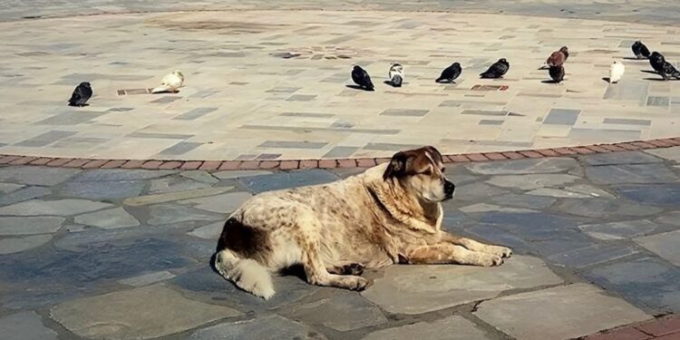 Η Χαλκίδα θα φτιάξει άγαλμα για τον Τάσο που ένωσε μια ολόκληρη πόλη