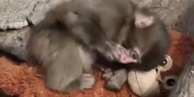 Ραγίζει καρδιές το βίντεο με μωρό μαϊμουδάκι: Το εγκατέλειψε η μητέρα του και αγκαλιάζει ένα λούτρινο