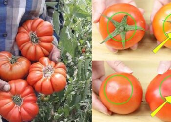 Πως να ξεχωρίστε τις φυσικά ώριμες ντομάτες από τις χημικά επεξεργασμένες 