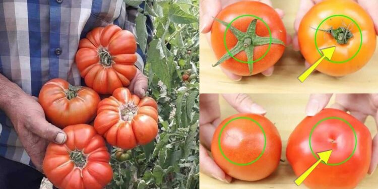 Πως να ξεχωρίστε τις φυσικά ώριμες ντομάτες από τις χημικά επεξεργασμένες 