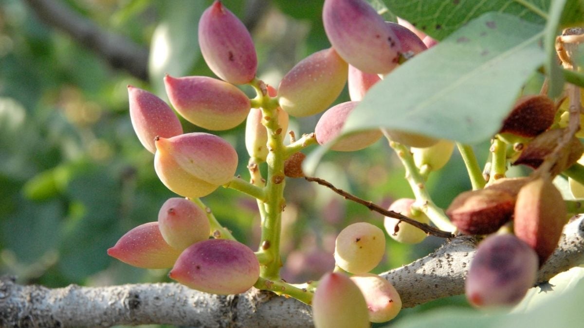07.09.2020 aegina fistiki resized 1200x675 1