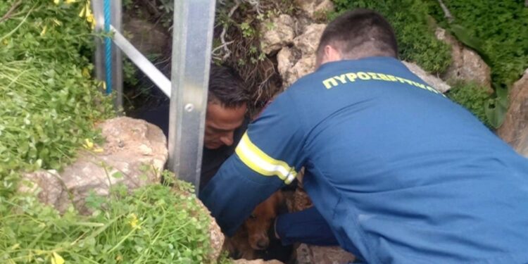 Διάσωση σκύλου από πηγάδι 15 μέτρων τον έψαχναν 10 μέρες οι κηδεμόνες του