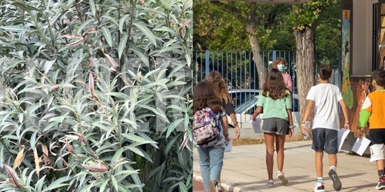 Το «θανάσιμο» φυτό στις σχολικές αυλές – Η επείγουσα εγκύκλιος του ΕΟΔΥ