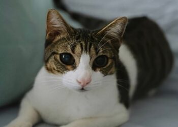 Αδιανόητη κτηνωδία: Σκότωσαν 20 γάτες και άλλες 10 έχουν εξαφανιστεί