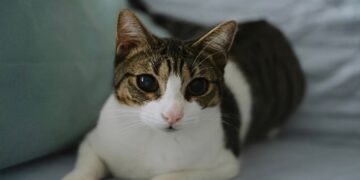 Αδιανόητη κτηνωδία: Σκότωσαν 20 γάτες και άλλες 10 έχουν εξαφανιστεί