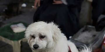 Πτήση επαναπατρισμού Αθήνα-Ντουμπάι από το ΥΠΕΞ για κατοικίδια και τους ιδιοκτήτες τους