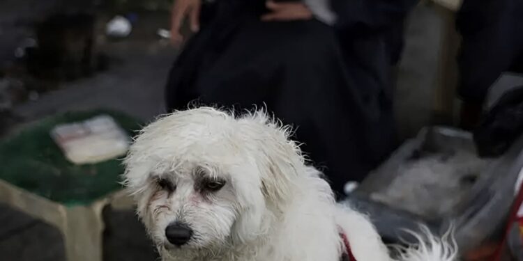 Πτήση επαναπατρισμού Αθήνα-Ντουμπάι από το ΥΠΕΞ για κατοικίδια και τους ιδιοκτήτες τους