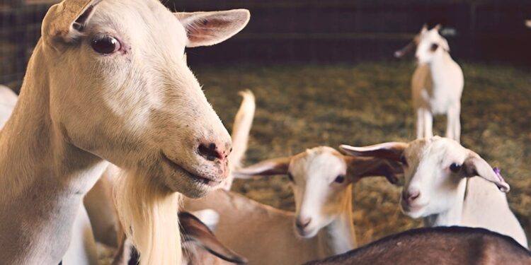Αμπελόκηποι: Έκαναν παράνομη εκτροφή κοτόπουλων, κατσικιών και εριφίων σε ταράτσα 16οροφου κτιρίου
