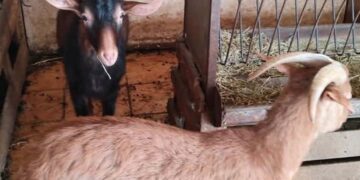 Αυτή είναι η παράνομη στάνη με κατσίκες και κοτόπουλα στον 16ο όροφο του Πύργου Αθηνών στους Αμπελόκηπους