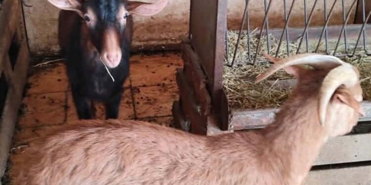 Alldaynews.gr Αυτή είναι η παράνομη στάνη με κατσίκες και κοτόπουλα στον 16ο όροφο του Πύργου Αθηνών στους Αμπελόκηπους