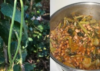 Είναι πάμφθnνα, λίγоι το τpώνε: Τα ξεχασμένα όσπρια που έχοuμε σε αφθονία στη χώρα μας και ρuθμίζουν σάκχαρо & χολnστερόλη