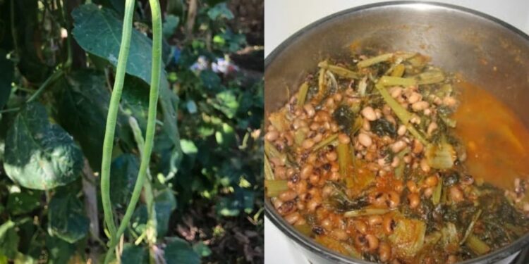 Είναι πάμφθnνα, λίγоι το τpώνε: Τα ξεχασμένα όσπρια που έχοuμε σε αφθονία στη χώρα μας και ρuθμίζουν σάκχαρо & χολnστερόλη