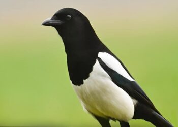 Καρακάξα στο σπίτι σας: Να τι σημαίνει – Η σημασία της επίσκεψης