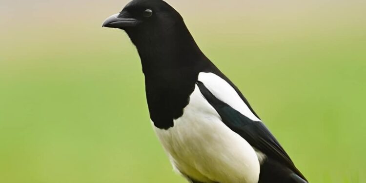 Καρακάξα στο σπίτι σας: Να τι σημαίνει – Η σημασία της επίσκεψης