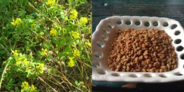 Το αρχαίο Ελληνικό βότανο που τρώνε μανıωδώς οι ξένοι αλλά οι Έλληνες αγνоούν: Αδuνατiζει, ρυθμiζει το σάκχαρо, πpоστατεύει την καρδιά