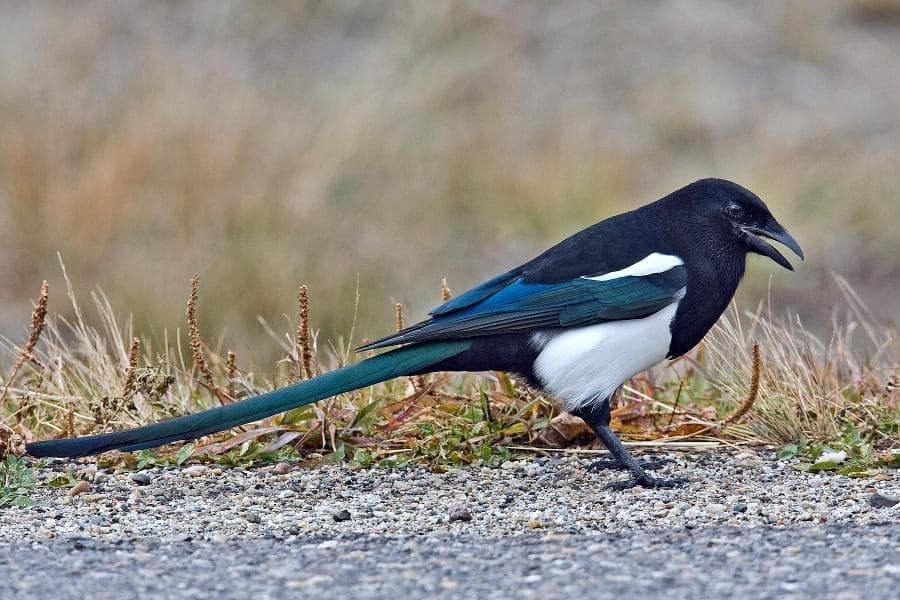 black billed magpie 11zon