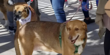 Επαναπατρισμοί από τη Μέση Ανατολή: Ειδική πτήση από το Ντουμπάι για πολίτες με κατοικίδια