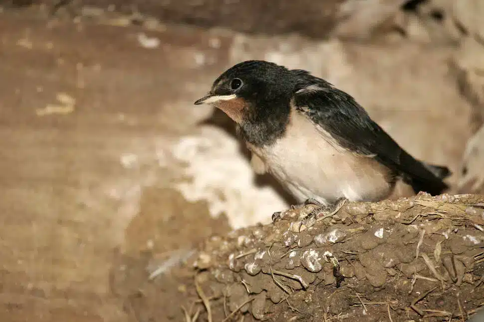 hirondelle rustique thierry degen terra.jpg