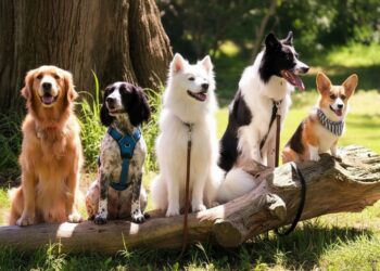 Τι σημαίνει να μιλάς στα κατοικίδια σαν να είναι άνθρωποι, σύμφωνα με την ψυχολογία