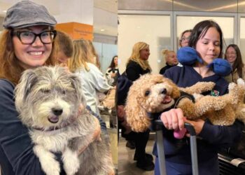 Συγκίνηση στο Ελ. Βενιζέλος με την επιχείρηση «Κιβωτός» για 100 ζωάκια και τους ιδιοκτήτες τους από το Ντουμπάι (video)