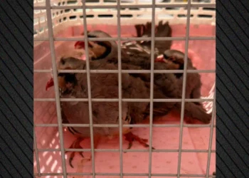 Απίστευτα πράγματα στους Αμπελόκηπους: Είχε στην ταράτσα του… 31 κοτόπουλα και 10 πτηνά, 10 κατσίκες και 3 ερίφια