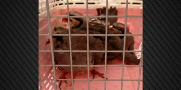 Απίστευτα πράγματα στους Αμπελόκηπους: Είχε στην ταράτσα του… 31 κοτόπουλα και 10 πτηνά, 10 κατσίκες και 3 ερίφια