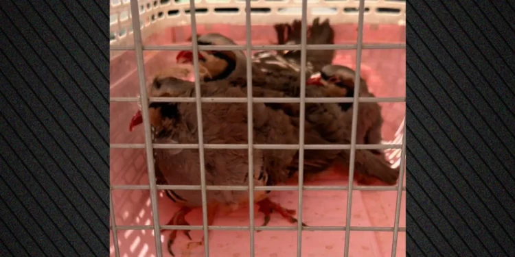 Απίστευτα πράγματα στους Αμπελόκηπους: Είχε στην ταράτσα του… 31 κοτόπουλα και 10 πτηνά, 10 κατσίκες και 3 ερίφια