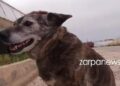 Η Μπέλλα των Χανίων: Η σκυλίτσα που έχασε τον άνθρωπό της και επιστρέφει καθημερινά στην παραλία που πήγαιναν μαζί