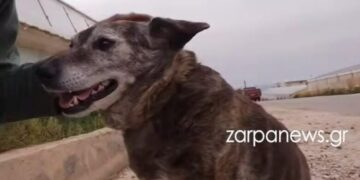 Η Μπέλλα των Χανίων: Η σκυλίτσα που έχασε τον άνθρωπό της και επιστρέφει καθημερινά στην παραλία που πήγαιναν μαζί