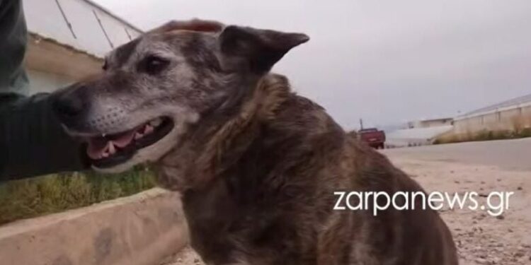 Η Μπέλλα των Χανίων: Η σκυλίτσα που έχασε τον άνθρωπό της και επιστρέφει καθημερινά στην παραλία που πήγαιναν μαζί