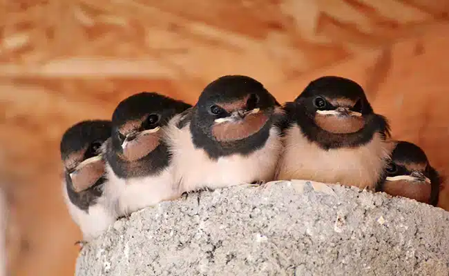 nid hirondelle 064419.jpg