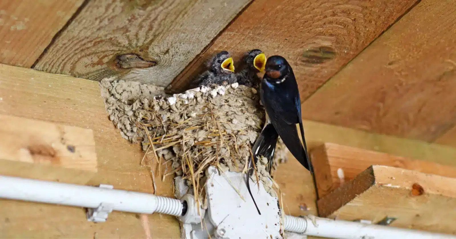 nids hirondelles dans sa maison une.jpg
