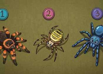 Το τεστ με τις 3 αράχνες που αποκαλύπτει ποιος είσαι στην πραγματικότητα