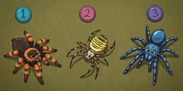 Alldaynews.gr Το τεστ με τις 3 αράχνες που αποκαλύπτει ποιος είσαι στην πραγματικότητα