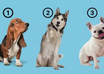 Τεστ προσωπικότητας: Διάλεξε έναν σκύλο και δες τι δείχνει για τον χαρακτήρα σου