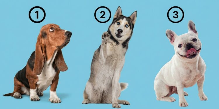 Alldaynews.gr Τεστ προσωπικότητας: Διάλεξε έναν σκύλο και δες τι δείχνει για τον χαρακτήρα σου