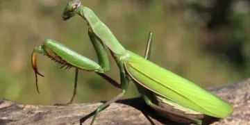 Όταν αυτό το έντομο προσγείωνεται πάνω σας, να τι θέλει να πει το σύμπαν