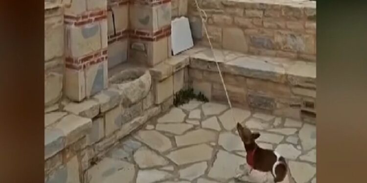 Σκύλος χτυπάει την…καμπάνα εκκλησίας (video)